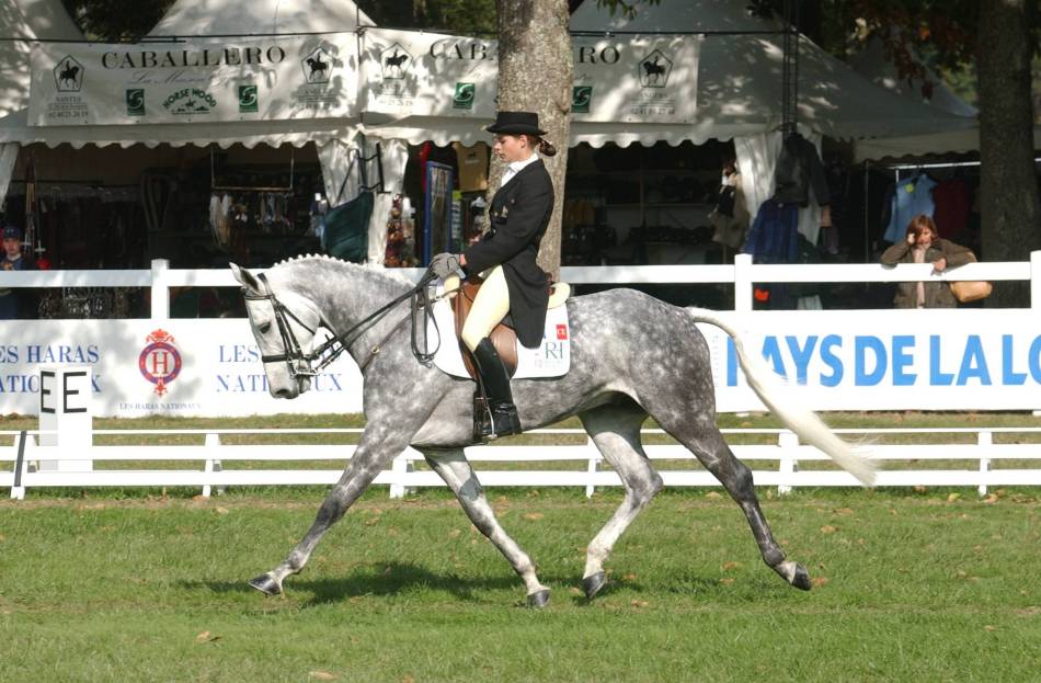 Mondial du Lion dressage