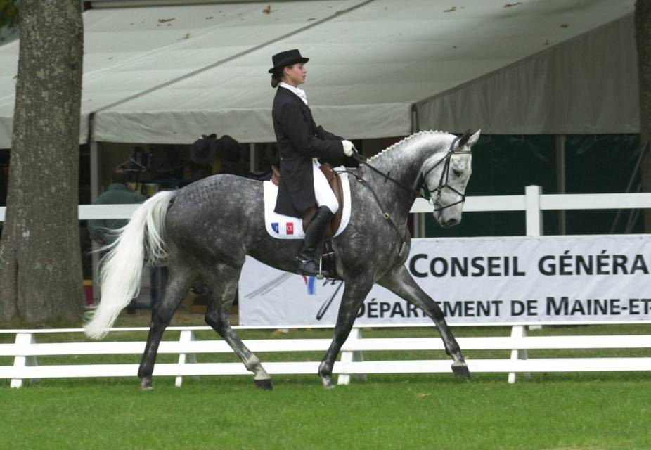 Mondial du Lion dressage