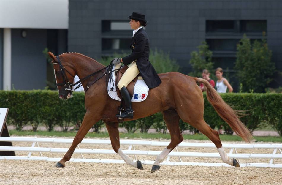 Dressage